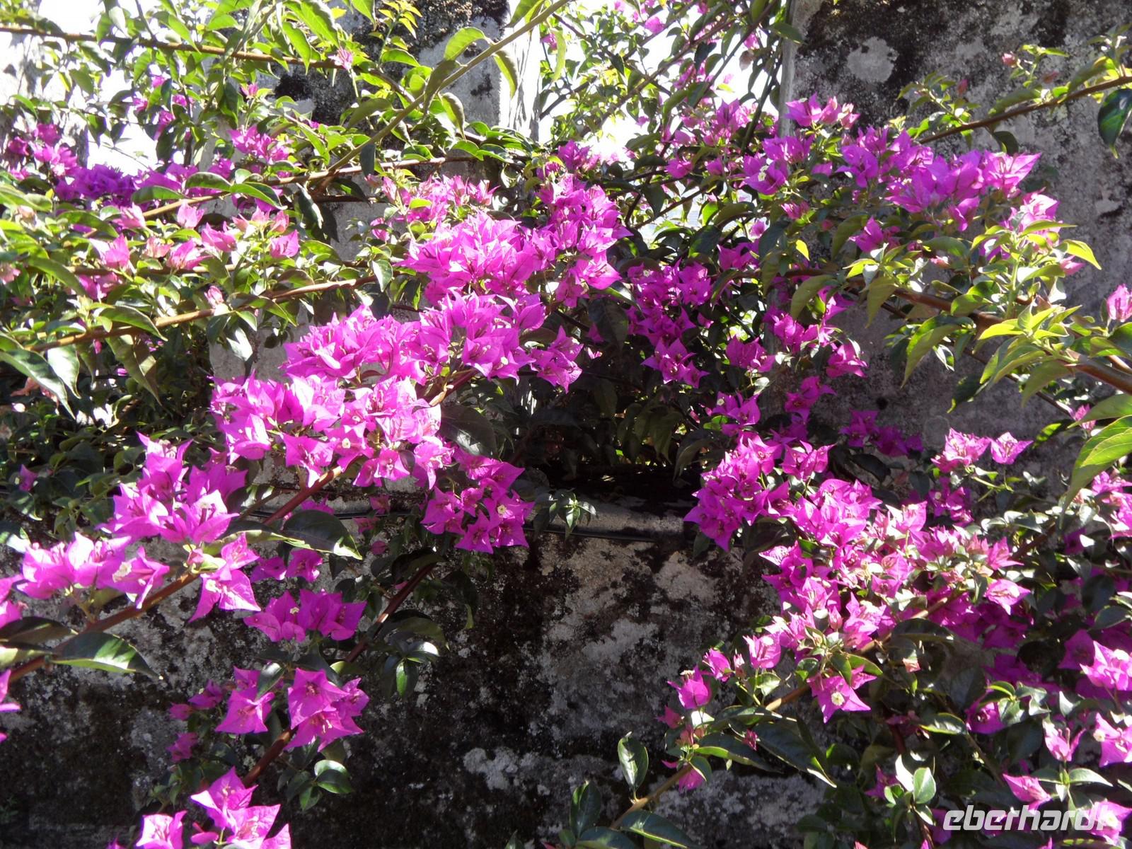 Besichtigung der Templerburg in Baiona