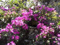 Besichtigung der Templerburg in Baiona