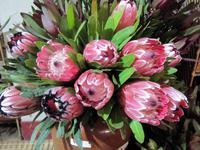 Königsproteas in der Markthalle von Funchal &ndash; &copy; Marion Kottlos (Eberhardt TRAVEL)