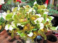 Frauenschuh in der Markthalle von Funchal &ndash; &copy; Marion Kottlos (Eberhardt TRAVEL)