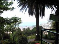 Blick vom Botanischen Garten Funchals auf den Hafen und die AIDAsol &ndash; &copy; Marion Kottlos (Eberhardt TRAVEL)