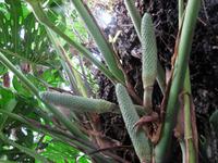 Früchte der Monstera - die Ananasbananen &ndash; &copy; Marion Kottlos (Eberhardt TRAVEL)