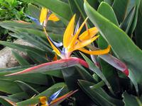 Strelizie im Botanischen Garten von Funchal &ndash; &copy; Marion Kottlos (Eberhardt TRAVEL)