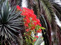 Blumenschmuck am Hotel Santa Catalina &ndash; &copy; Marion Kottlos (Eberhardt TRAVEL)