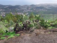 Ausblick vom Mirador Bandama &ndash; &copy; Marion Kottlos (Eberhardt TRAVEL)