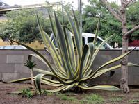 In Las Palmas &ndash; &copy; Marion Kottlos (Eberhardt TRAVEL)