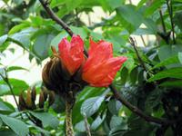 Tulpenbaum in Las Palmas &ndash; &copy; Marion Kottlos (Eberhardt TRAVEL)