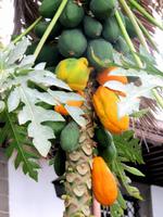 Papayas im Garten der Kathedrale Santa Ana &ndash; &copy; Marion Kottlos (Eberhardt TRAVEL)