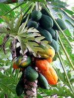 Papayas im Garten der Kathedrale Santa Ana &ndash; &copy; Marion Kottlos (Eberhardt TRAVEL)