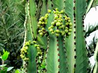 Betancuria in der Casa Santa Maria &ndash; &copy; Marion Kottlos (Eberhardt TRAVEL)