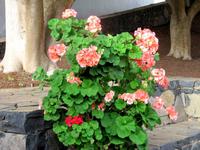 Betancuria in der Casa Santa Maria &ndash; &copy; Marion Kottlos (Eberhardt TRAVEL)