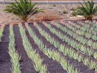 In der Aloefarm &ndash; &copy; Marion Kottlos (Eberhardt TRAVEL)