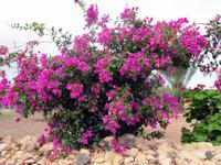 Blütenzauber im Freilichtmuseum „La Alcogida“ &ndash; &copy; Marion Kottlos (Eberhardt TRAVEL)