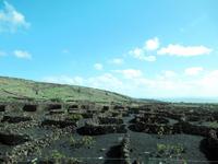 Auf dem Weg zu den Jameos del Aqua – Weinbau &ndash; &copy; Marion Kottlos (Eberhardt TRAVEL)