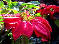 Weihnachtssternwunder in den Jameos del Agua &ndash; &copy; Marion Kottlos (Eberhardt TRAVEL)