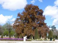 Madrid - Mexikanische Sumpfzypresse - ältester Baum des Parks