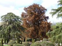 Madrid - Retiropark Mexikanische Sumpfzypresse