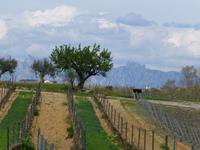Villafrance - Weingut Torres im Penedes mit Montserratgebirge