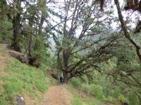 Wanderung im kanarischen Kiefernwald