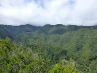 Lorbeerwald auf La Palma