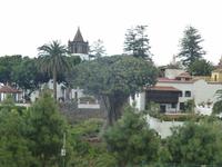 Drachenbaum in Icod de los Vinos