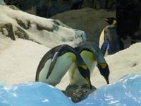 Loro Parque