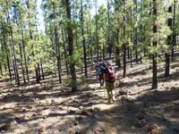 Wanderung im kanarischen Kiefernwald