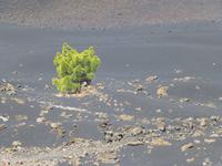 Vulkanlandschaft Teneriffa