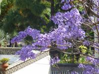 Jacaranda-Blüte