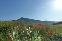 Blick vom Hotel Cortjio Salinas - nahe Ronda