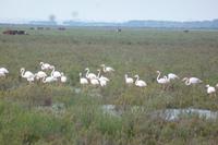 Flamingos im Nationalpark Donana