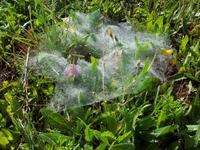 Morgentau - Wandern Andalusien 2013