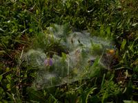 Morgentau - Wandern Andalusien 2013