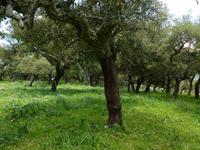 Grazalema - Wandern Andalusien 2013