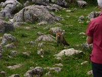 Ein weibliche Fuchs! El Torcal de Antequera -  Wandern Andalusien 2013
