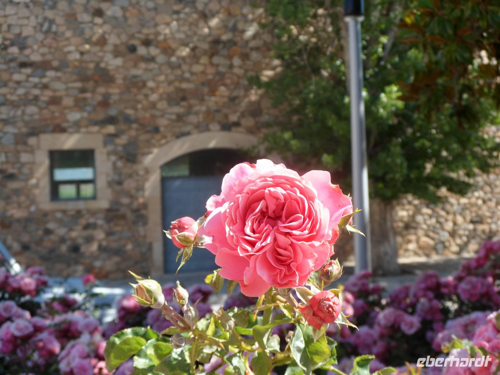 im Klostergarten von Poblet, einfach schön