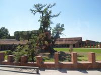 älteste Eiche im Garten der Kellerei 