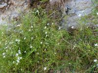 bewachsene Stadtmauer von Rupit