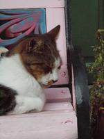 Wanderung von Déiá nach Sóller