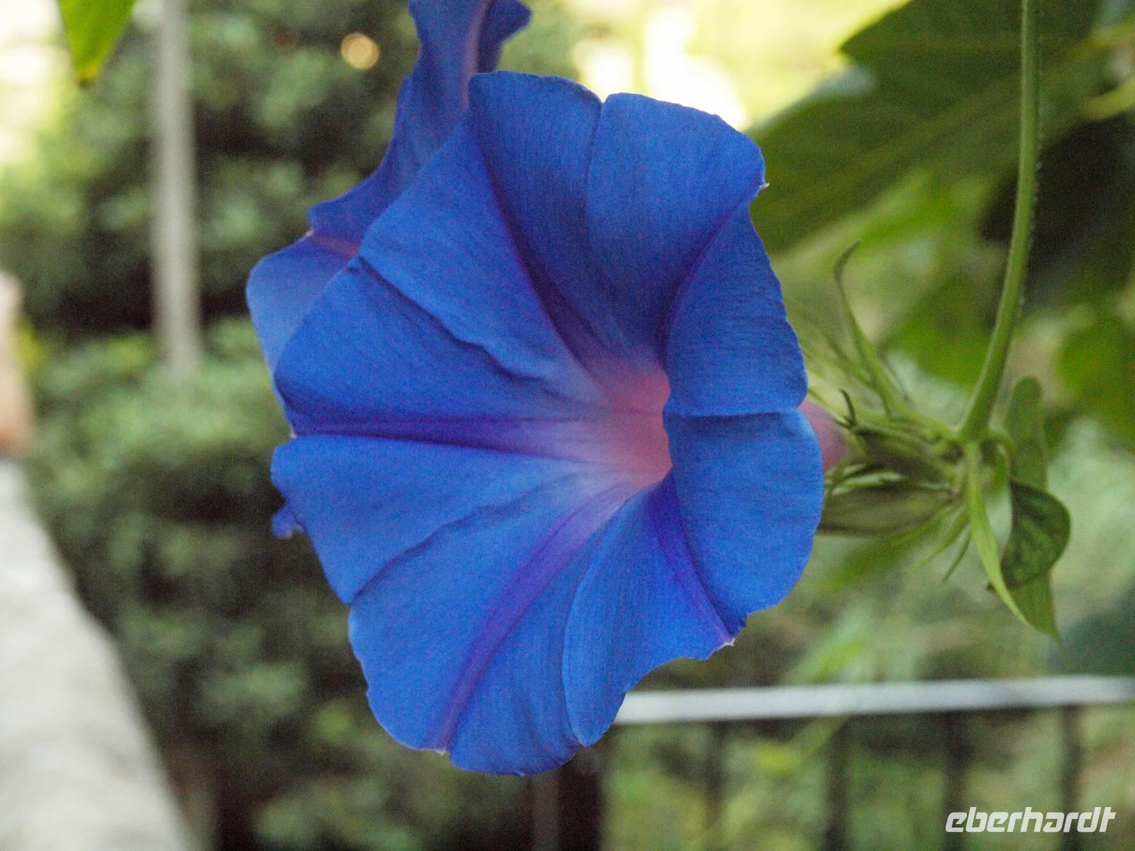 farbige Wegbegleiter 