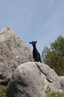 wilde Bergziegen auf dem Weg nach Alaró