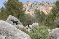 wilde Bergziegen auf dem Weg nach Alaró