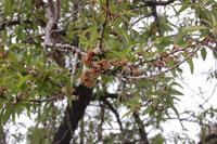 statt Mandelblüte schon Mandelfrüchte