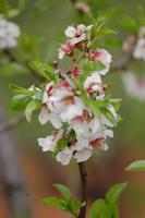 Mandelblüte in Alaró