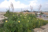 Bewachsene Stadtmauer von Alcúdia