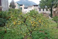 Zitronenbaum in Sollér