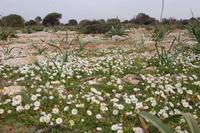 mit Gänseblümchen bewachsene Felsen nahe Cape Blanc - Mallorca 