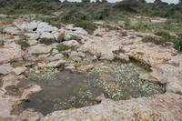 Ein Tümpel als Biotop nahe Cap Blanc