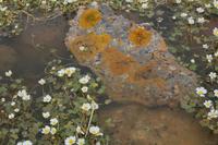 Ein Tümpel als Biotop nahe Cap Blanc