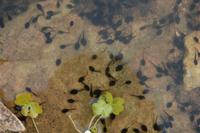 Ein Tümpel als Biotop nahe Cap Blanc